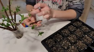 Зимнее черенкование метельчатой гортензии