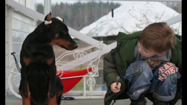 Dobermann vs kid. Стая доберманов и ребенок. смотреть онлайн