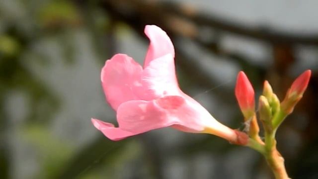 Nikon Coolpix L310 Vedio Test Autofocus