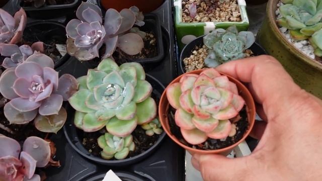 Pachyphytum Oviferum, Echeveria Icy Green & Monroe | VLOG #105 Succulents & Coffee with Liz смотреть онлайн