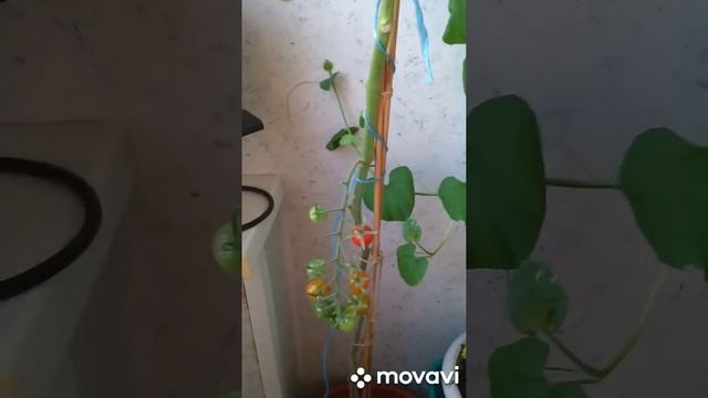 26 июня. Дневничок огородика. Огород на балконе смотреть онлайн