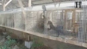 Разведение и содержание соболей в домашних условиях обучающие видео