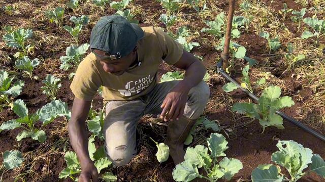 How to identify pest and control them in sukuma wiki смотреть онлайн