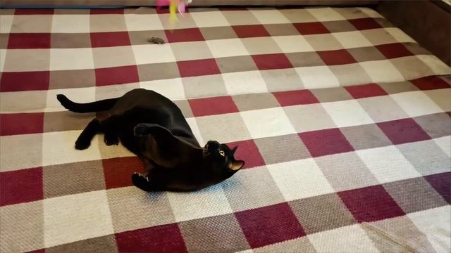 10 вопросов владельцу про породу бурманская кошка (кошка бурма): характер и отношение к людям