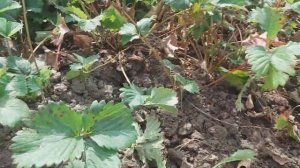 Пересадка клубники на новое место летом