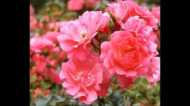 Johann Strauss II – Roses from the South (Waltz) смотреть онлайн