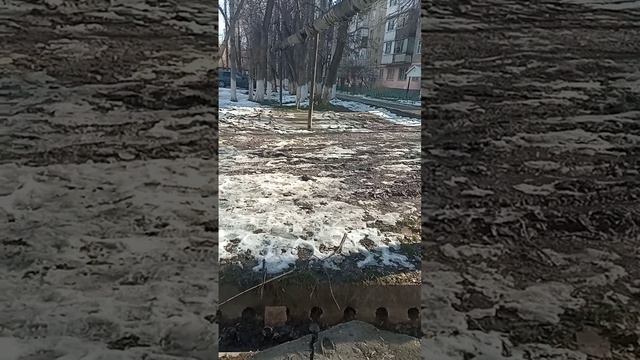 Хорошо, что стало тепло, кошки потихоньку выходят. смотреть онлайн