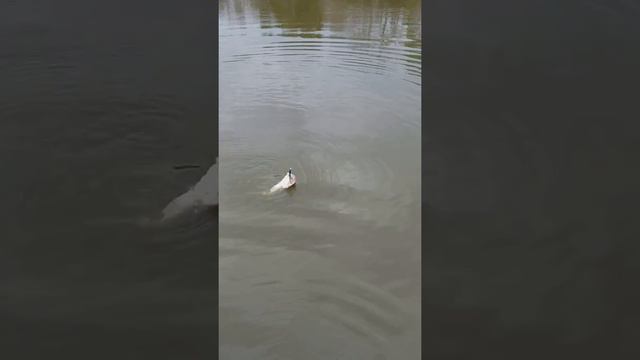 Lakefork curltail shad blue and chartreuse Bass смотреть онлайн