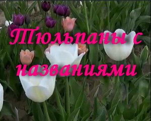 Тюльпаны с названиями