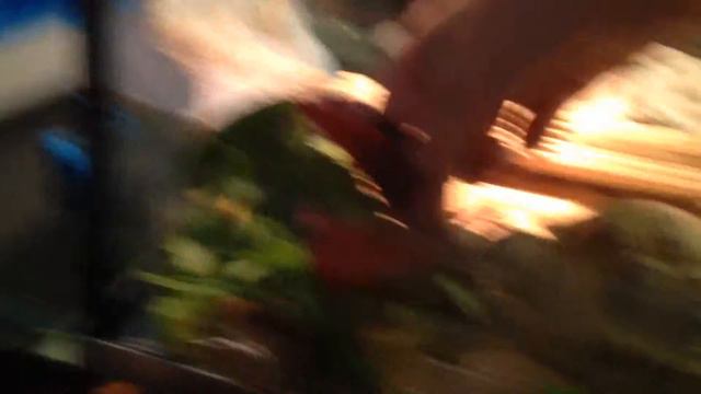 Мини обзор как кушает наша черепаха смотреть онлайн