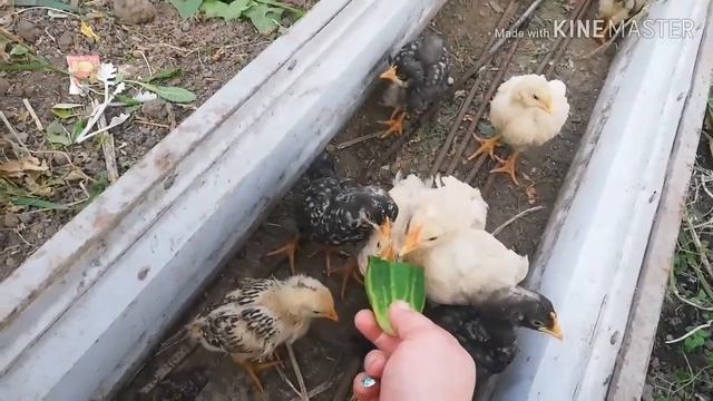 Надутый зоб у цыплёнка! Кормление цыплят с первого дня жизни! смотреть онлайн