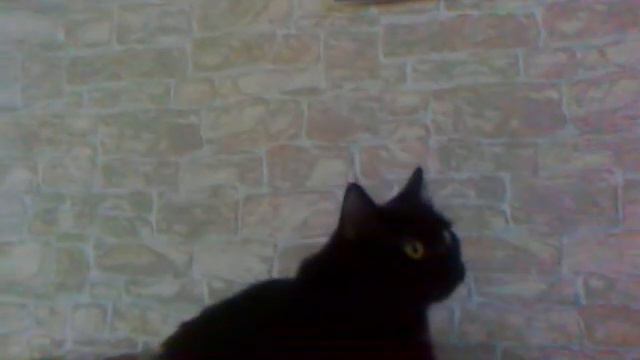 кошка Ляля смотрит телевизор смотреть онлайн