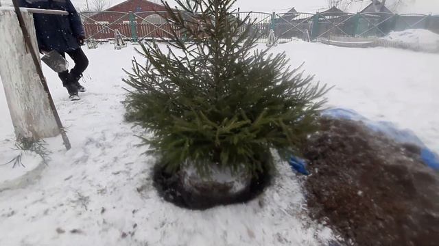 Посадили нашу ёлочку в детском садике. смотреть онлайн