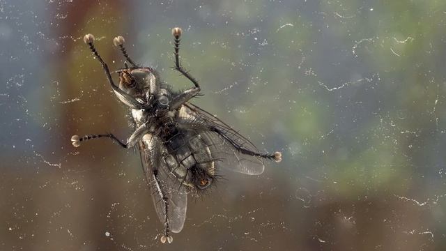 Зачем муха трет лапки? смотреть онлайн