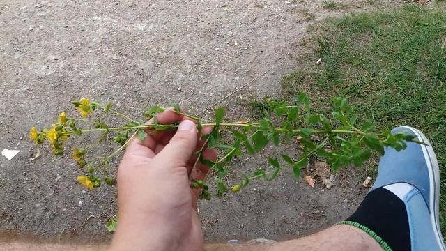 Лесная аптека.Зверобой! смотреть онлайн