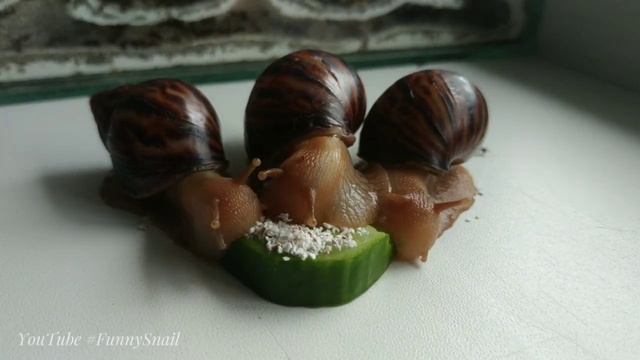 African baby snails happily eating CUCUMBER 🥒💕🐌 смотреть онлайн