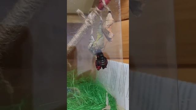 Рождения бабочки. смотреть онлайн