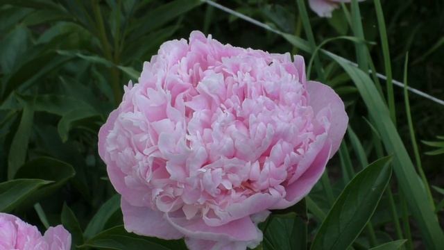 пион Sweet 16 смотреть онлайн