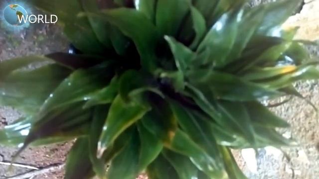 Dracaena deremensis/ dracaena fragrans смотреть онлайн
