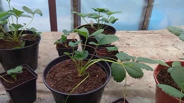 Земляника Тристан F1 из семян. смотреть онлайн