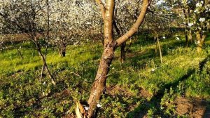 ЗАБРОШЕННАЯ ДАЧА в процессе благоустройства. Шикарный вишнёвый сад. Посадка огурцов.mp4