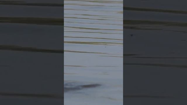 16.02"Rod in hand: Secrets of Successful Fishing" смотреть онлайн