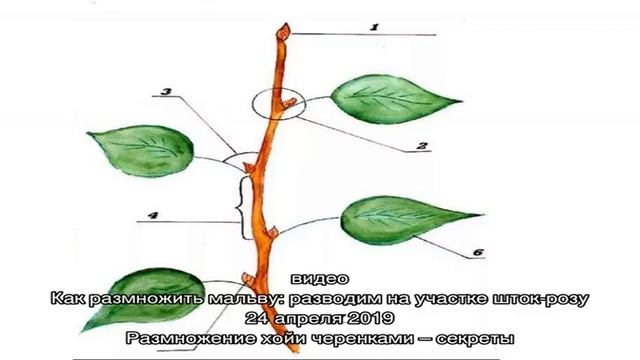Что нужно знать о размножении адениума черенками смотреть онлайн