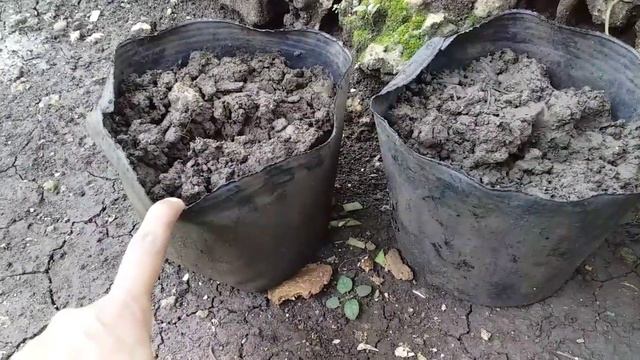 How to grow croton plant from cuttings смотреть онлайн