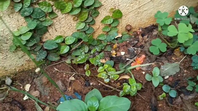 Creeping fig / Ficus pumila / Wall climbing plant/ Green wall plants смотреть онлайн