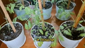 Сохнут листья у томатов.В чём дело?