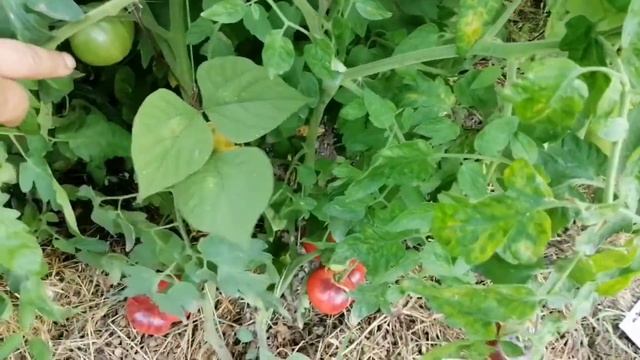 Томат Аметистовое сокровище смотреть онлайн