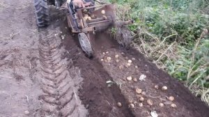 самодельная картофелекопалка тракторная в работе