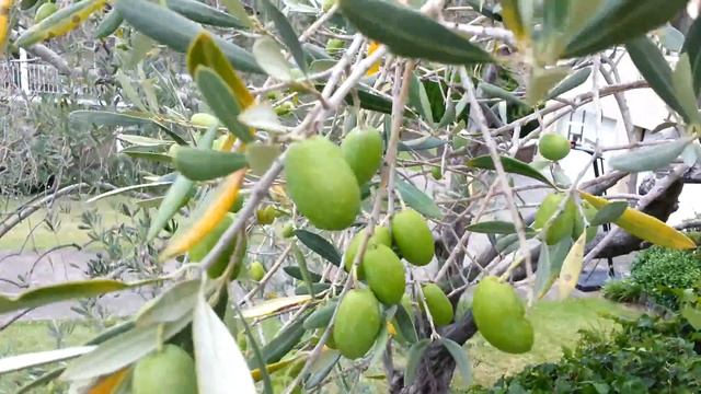 Olive Tree And Olives - Olea Europaea - Maslin Si Masline HD 01