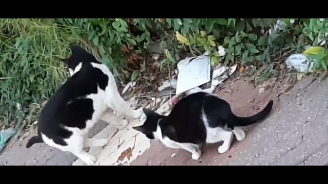 #юмор ?КОТ ПРИШЁЛ В ЗАМЕШАТЕЛЬСТВО? смотреть онлайн