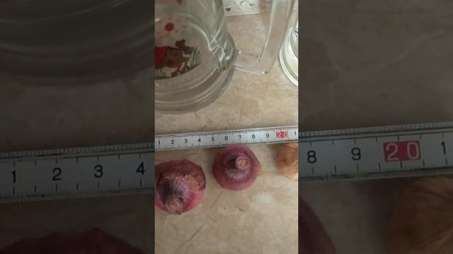 Лариса Кожушко. Гладіолуси - розбори. смотреть онлайн