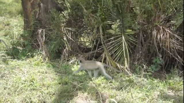 Танзания Сафари в Серенгети 2 Маленькие обезьяны смотреть онлайн
