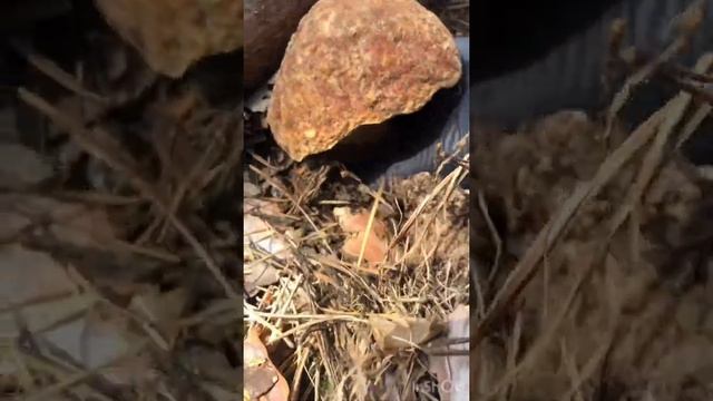 Сбор белых грибов июнь 2020 смотреть онлайн