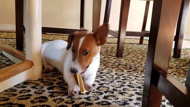 МОЙ ОДНОУХИЙ ЩЕНОК ДЖЕК РАССЕЛ ТЕРЬЕР 3мес. и ВКУСНЯШКА. смотреть онлайн