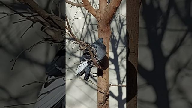 Голуби в городе. Bird feeders. 11 января 2023 г. смотреть онлайн