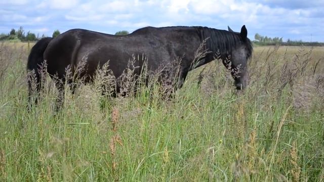 Лошадь поедает метёлки злаковых трав смотреть онлайн
