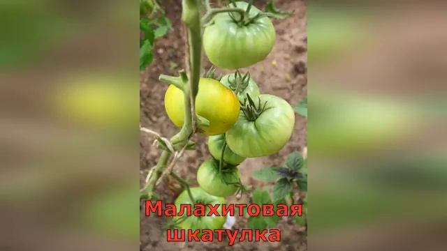 УРОЖАЙ из конверта! СЕВЕРНЫЕ СЕМЕНА! смотреть онлайн