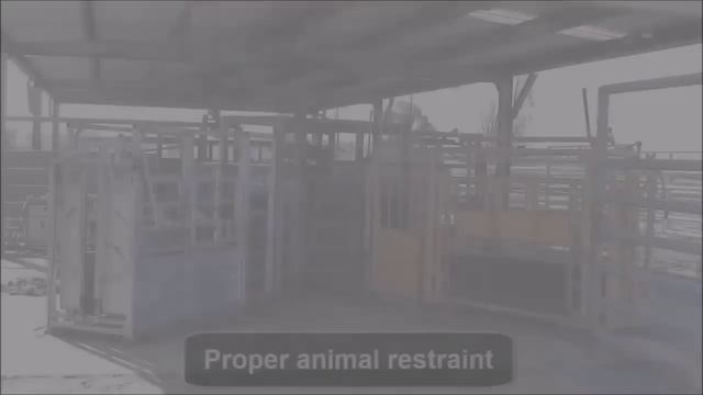 Холодное таврение КРС смотреть онлайн