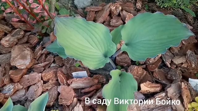 Хосты новинки с тёмными ножками ,прожилками ,оттенком -Aquamarine, H.Purple Flash, H.Rising Flame.