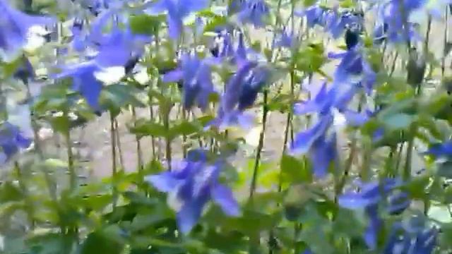 Шмель - трудяга. Проросла фасоль смотреть онлайн