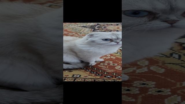 СЁМКА
.mp4 смотреть онлайн