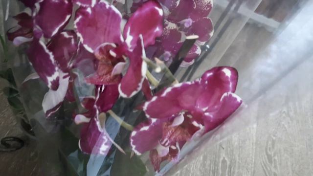 ОРХИДЕИ В РОСТКЕ НА ОПТ.РЫНКЕ//30 06 24// смотреть онлайн