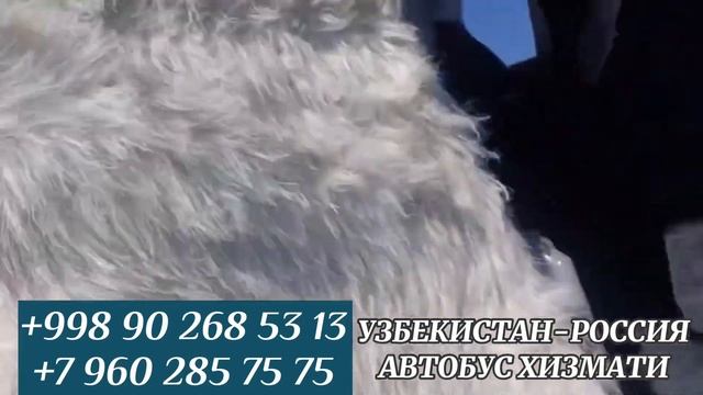 Ташкент Красноярск автобус Ташкент Москва автобус смотреть онлайн