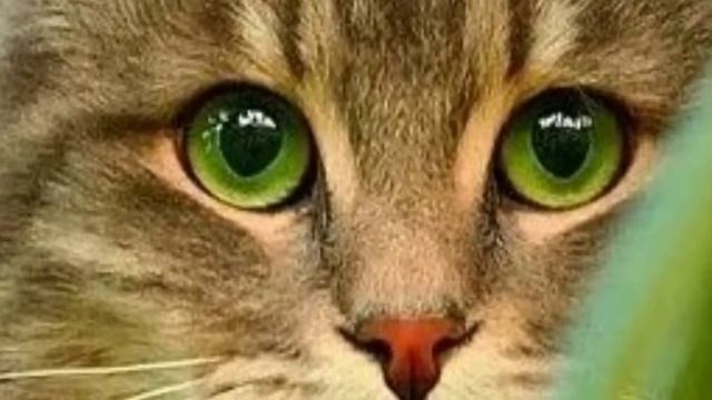 Какую породу кошек выбрать