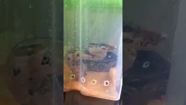 Змея не может найти свою еду:) смотреть онлайн