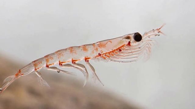 What is krill? What do krill eat? Can humans eat krill? Where do krill live? смотреть онлайн
